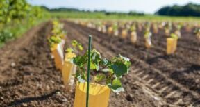 Viticulture : aide à la restructuration et à la reconversion du vignoble