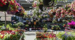 Le marché du jardin enchaîne une quatrième année de recul