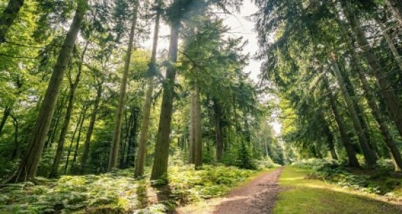 Diversifier son patrimoine en investissant dans les forêts