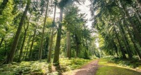 Diversifier son patrimoine en investissant dans les forêts