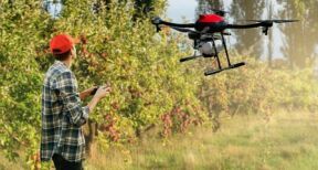 Arboriculture, viticulture : autorisation temporaire des traitements par drone en Occitanie