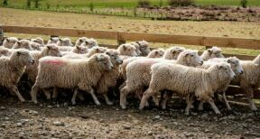 Élevages ovins et caprins : notification des mouvements d’animaux