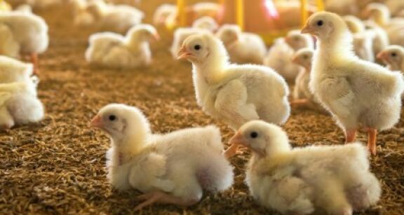 Aviculture : le niveau de risque de grippe aviaire retombe à « modéré »