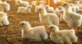 Aviculture : le niveau de risque de grippe aviaire retombe à « modéré »