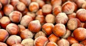 Production de noisettes : une aide pour compenser les pertes économiques