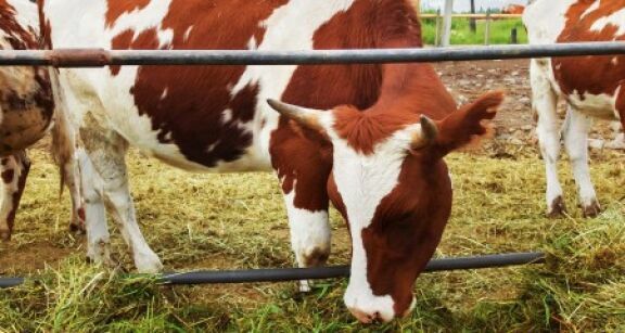 Elevage bovin : revalorisation des indemnisations en cas de tuberculose bovine