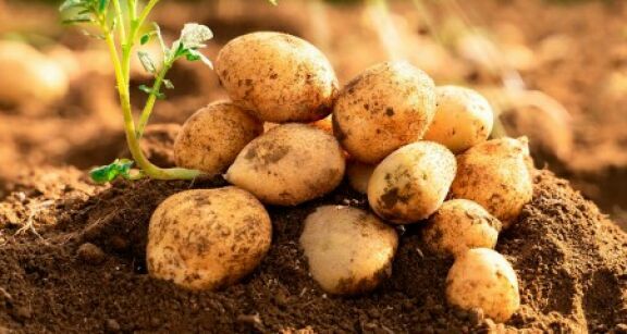Production de pommes de terre : déclaration des surfaces