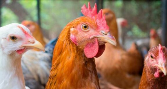 Aviculture : le risque de grippe aviaire abaissé à « négligeable »