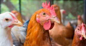 Aviculture : le risque de grippe aviaire abaissé à « négligeable »