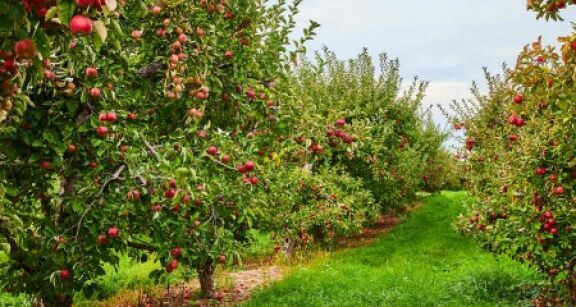 Arboriculture : aide à la rénovation des vergers