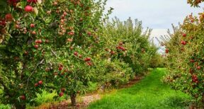 Arboriculture : aide à la rénovation des vergers