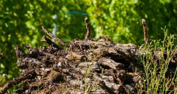 Viticulture : aide à l’arrachage définitif de vignes