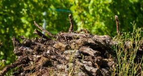 Viticulture : aide à l’arrachage définitif de vignes