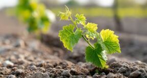 Viticulture : prolongation de la durée de validité de certaines autorisations de plantation