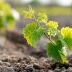 Viticulture : prolongation de la durée de validité de certaines autorisations de plantation