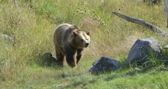 Elevage : du nouveau pour l’effarouchement des ours