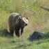 Elevage : du nouveau pour l’effarouchement des ours