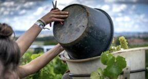 Viticulture : hébergement des saisonniers sous tente
