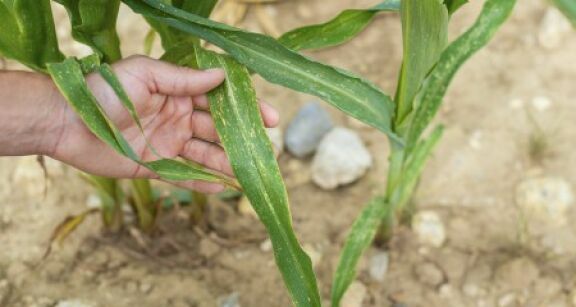 Sécheresse : un plan d’urgence pour soutenir les agriculteurs