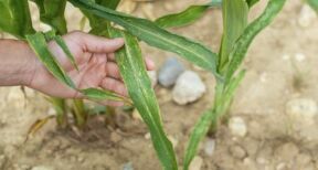 Sécheresse : un plan d’urgence pour soutenir les agriculteurs