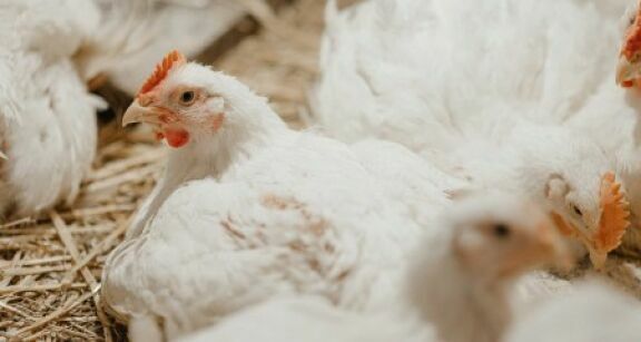 Aviculture : une aide pour les entreprises d’accouvage impactées par la grippe aviaire