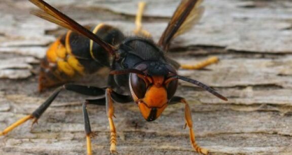 Apiculture : un plan national de lutte contre le frelon asiatique