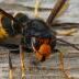 Apiculture : un plan national de lutte contre le frelon asiatique