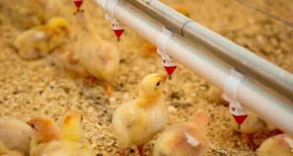 Aviculture : indemnisation des éleveurs impactés par la grippe aviaire