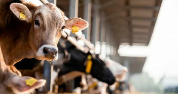 Élevages bovins, ovins et caprins : montant des aides Pac 2026
