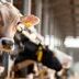 Élevages bovins, ovins et caprins : montant des aides Pac 2026