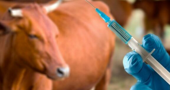Elevage bovin : mesures de lutte contre la dermatose nodulaire contagieuse
