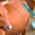 Elevage bovin : mesures de lutte contre la dermatose nodulaire contagieuse