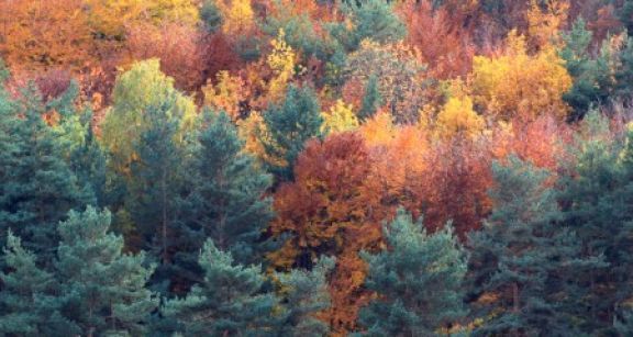 Les ventes de parcelles de for&ecirc;ts fran&ccedil;aises se portent bien