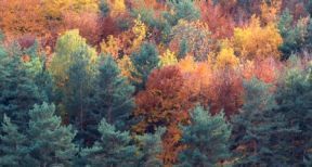 Les ventes de parcelles de for&ecirc;ts fran&ccedil;aises se portent bien