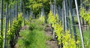 Cr&eacute;dit d’imp&ocirc;t en faveur de l’agriculture biologique