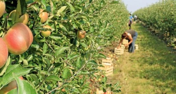 Employeurs agricoles : exon&eacute;ration li&eacute;e au travail occasionnel ou r&eacute;duction « Fillon » ?