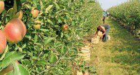 Employeurs agricoles : exon&eacute;ration li&eacute;e au travail occasionnel ou r&eacute;duction « Fillon » ?