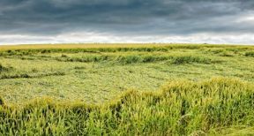 Assurance r&eacute;colte des agriculteurs : pas de baisse du seuil de d&eacute;clenchement !