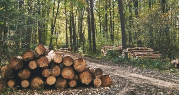 Parcelles de for&ecirc;ts : un march&eacute; au beau fixe
