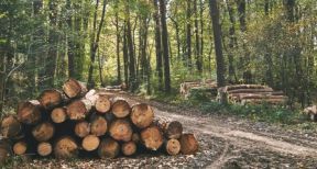 Parcelles de for&ecirc;ts : un march&eacute; au beau fixe