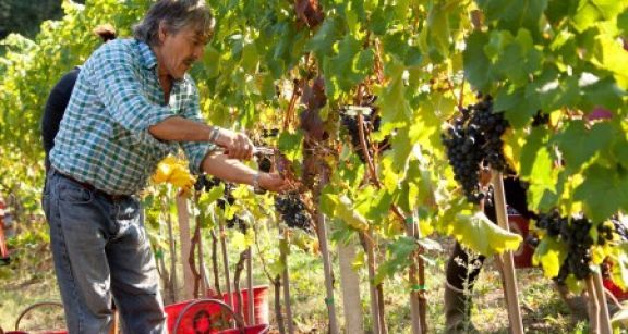 Employeurs agricoles : pas de travail dissimul&eacute;, pas de cotisations &agrave; payer !