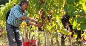 Employeurs agricoles : pas de travail dissimul&eacute;, pas de cotisations &agrave; payer !