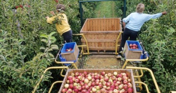 Le contrat de travail saisonnier agricole requiert une dur&eacute;e minimale !