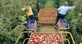 Le contrat de travail saisonnier agricole requiert une dur&eacute;e minimale !