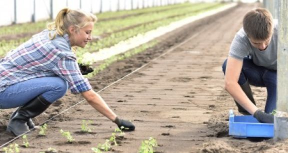 Saisonniers agricoles : l’exon&eacute;ration de cotisations maintenue pendant 2 ans