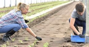 Saisonniers agricoles : l’exon&eacute;ration de cotisations maintenue pendant 2 ans