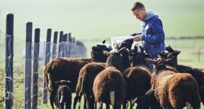 Exploitants agricoles : la prime d’activit&eacute; revaloris&eacute;e