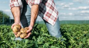 Exon&eacute;ration de cotisations pour les travailleurs occasionnels agricoles