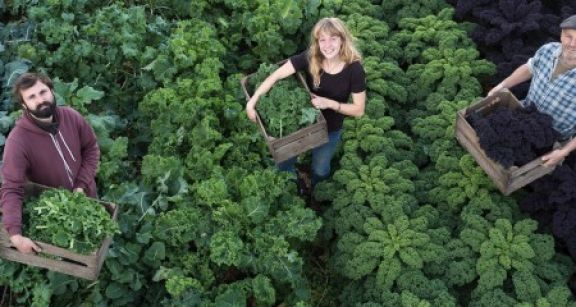 Employeurs agricoles : exon&eacute;ration li&eacute;e au travail occasionnel ou r&eacute;duction g&eacute;n&eacute;rale ?