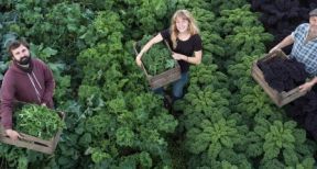 Employeurs agricoles : exon&eacute;ration li&eacute;e au travail occasionnel ou r&eacute;duction g&eacute;n&eacute;rale ?